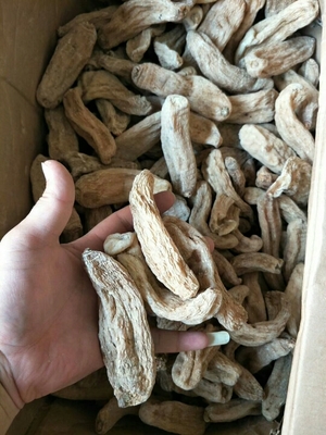 丽江红天麻
