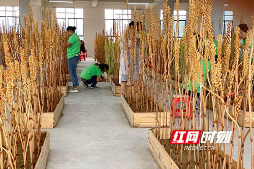 决战决胜脱贫攻坚 洪江市中药材产业拓宽贫困户 增收路