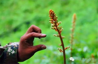 天麻兄弟 的天麻基地在哪里 规模有多大 记者带您扒真相