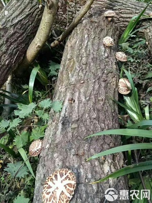 秦岭深山椴木香菇,入冬新菇,直径3-5cm,均匀,肉质厚实。