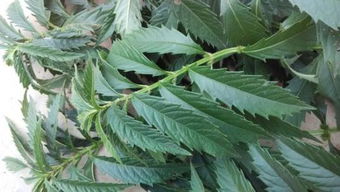 天麻有叶子吗 叶子是什么样子的呢 求图片