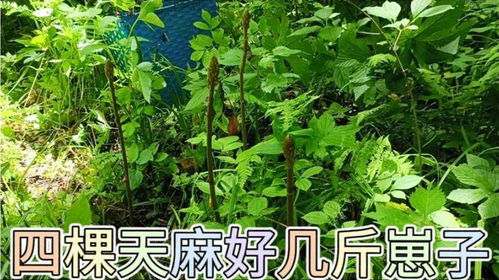 和吴叔进山真合财,四棵天麻挖出好几斤崽子,个头还都挺大