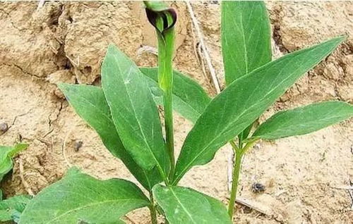 一年就可以卖钱的药材,种植周期短风险小回报高平均亩收入1万元,你知道有哪几种