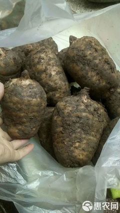 小草坝天麻