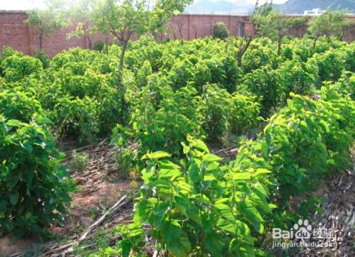 天麻的种植方法