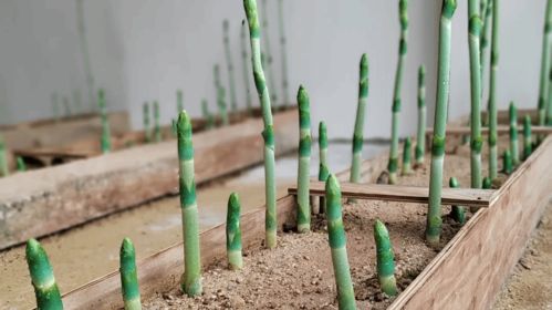 打造腾冲 翡翠天麻 品牌 助力全国林下天麻产区建设