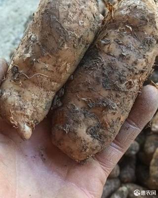 [天麻小草坝深山天麻价格11斤