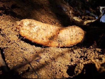 天麻是一种无根无叶的草本植物,却能开花、结实、生子,神奇得很