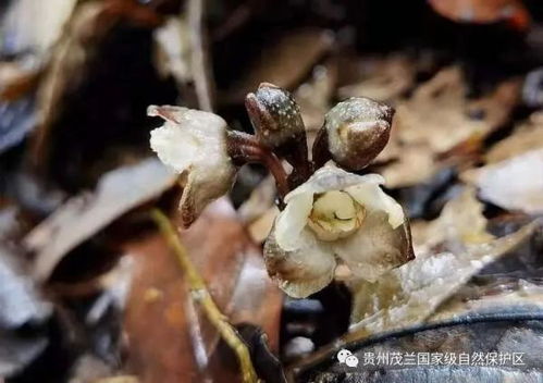 首次 贵州国家级自然保护区发现兰科天麻属植物叉脊天麻