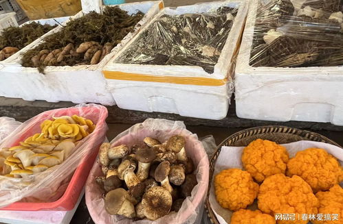 昆明市场羊肚菌价格处于全年最低水平