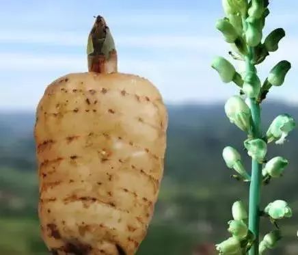 食品药品监管视窗 专业人士教你如何选购天麻