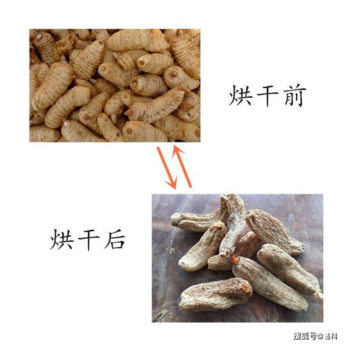 如何挑选好用的天麻烘干机