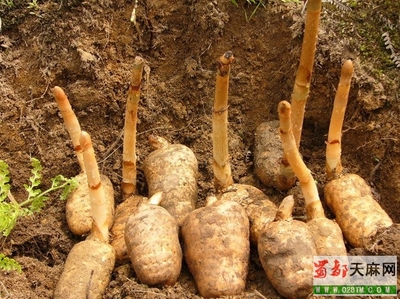 请问这是什么植物呀,是天麻吗?