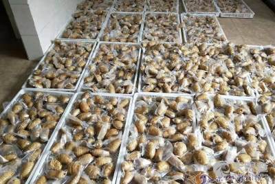 乐山市金口河区板厂坪天麻种植专业合作社