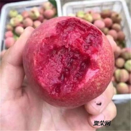 黄桃苗 二年黄桃苗基地 黄桃苗单价及报价