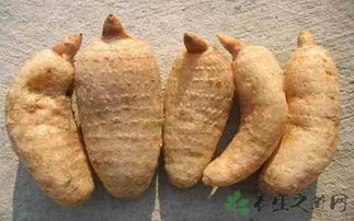 天麻的禁忌