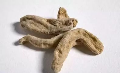 天麻知识大全,值得收藏!