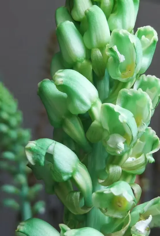 神奇小草坝野天麻