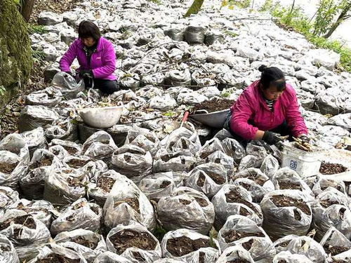 七星关区文阁乡海坝村 种下 金疙瘩 富农促振兴