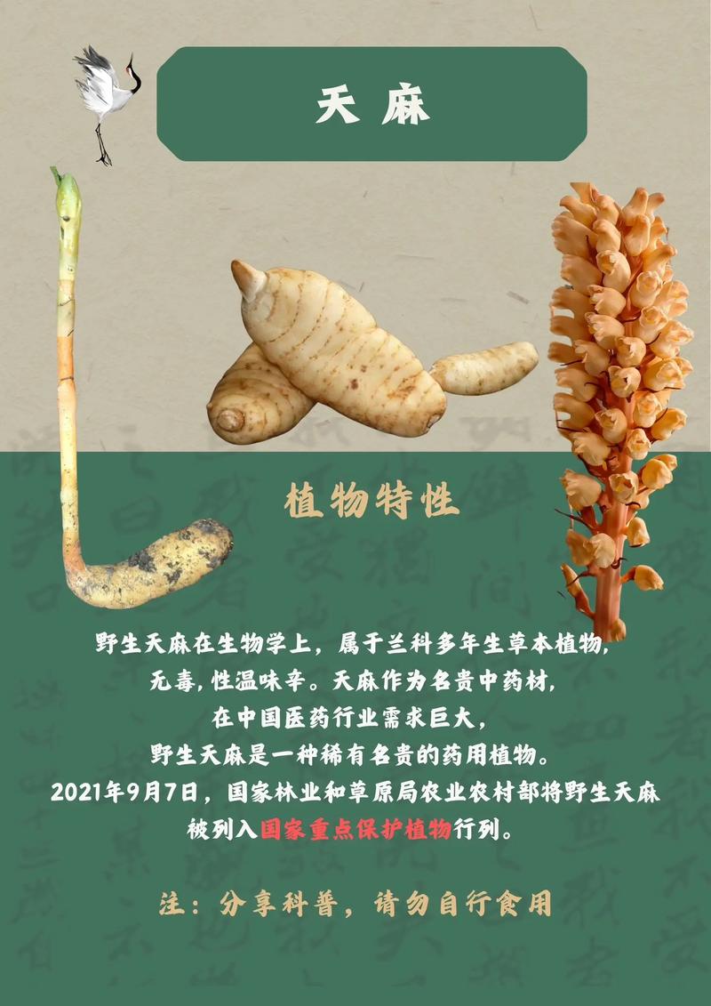 天麻,中药名.为兰科植物天麻gas