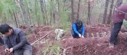 天麻属于植物 它靠什么生长繁育 如何高产种植