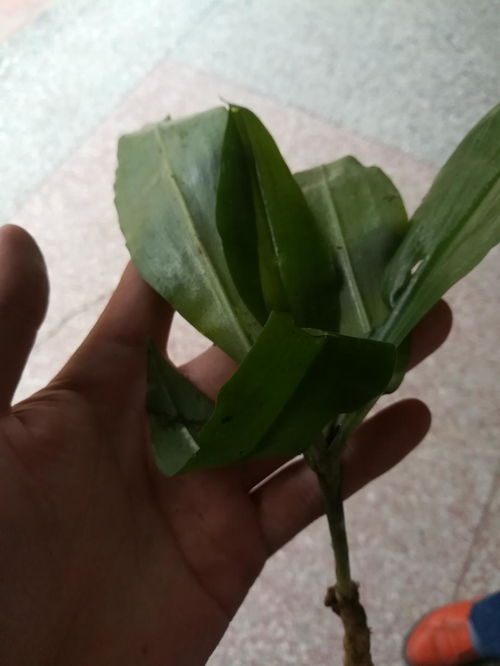 诚心请教各位大神鉴定是不是野生天麻