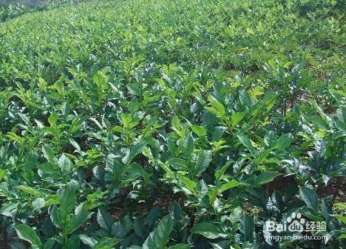 天麻的种植方法