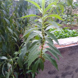 这是什么植物 是天麻吗
