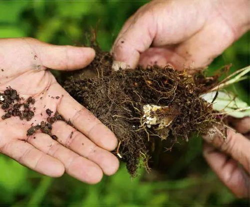 太白山珍奇濒危植物 四 秦岭沙参 太白米 太白柴胡 天麻