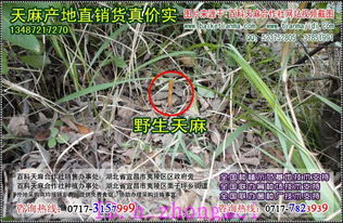 天麻种植公司在休眠期采收药效高