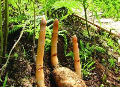 农村5种特像土豆的植物,价格是节节高,您是否认识或是吃过?