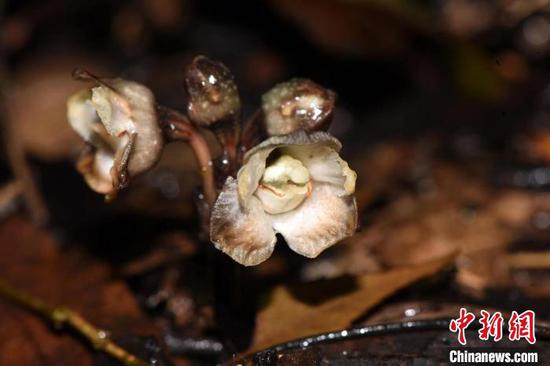 贵州茂兰自然保护区首次发现兰科天麻属植物叉脊天麻