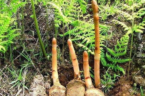 无根无叶的奇特野草：天麻，众人皆知却鲜为人见