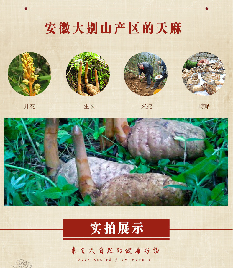 天麻的种类与产地探析 大别山至云南昭通小草坝的多样特色