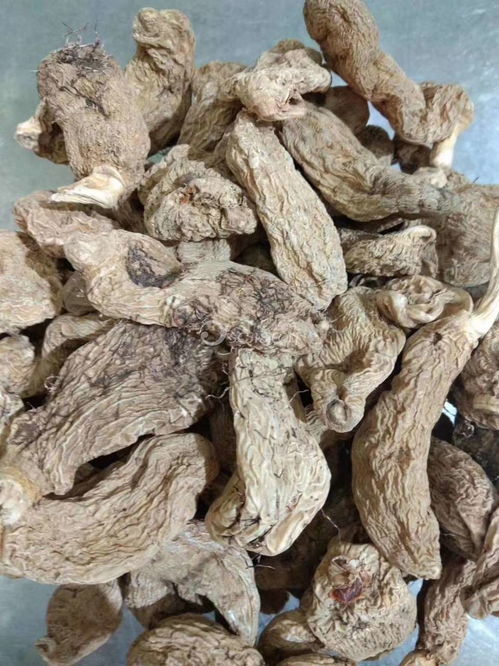 野生天麻的功效与主治