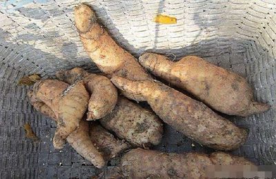 农民挖天麻意外得宝，野生灵芝价值连城