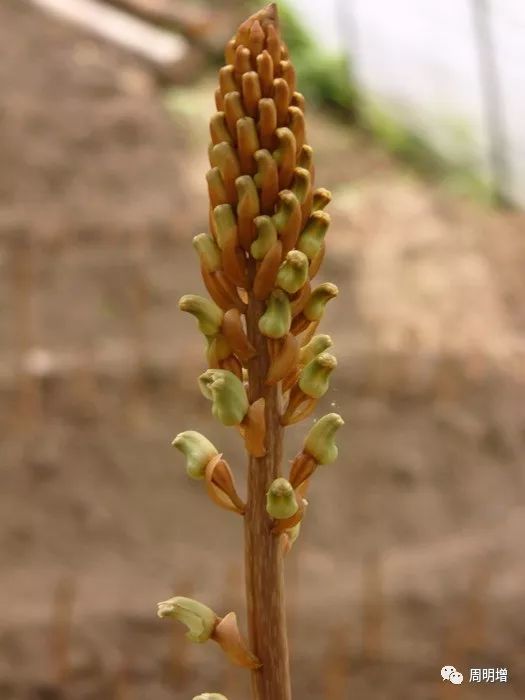 天麻 健康食材中的“补脑神草”