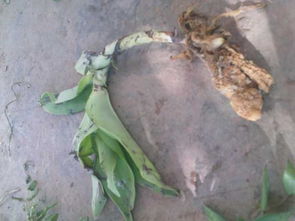 土天麻的学名探秘 一种被误称的美味根茎植物