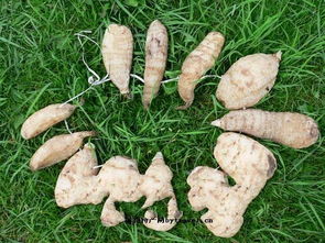 西藏自治区波密天麻 高原珍宝的药用价值与独特魅力