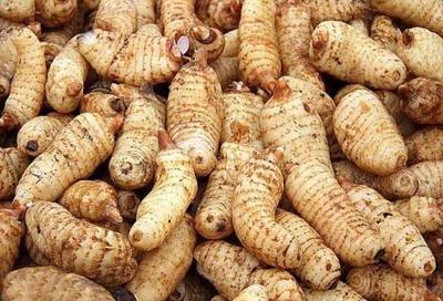 天麻产地溯源 探寻道地品质，哪里的天麻更胜一筹？