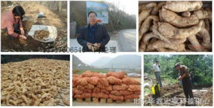 天麻种植技术解析与合作效益前景