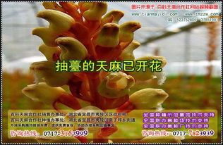 天麻室内种植与蒸制技巧 从栽培到食疗的完美融合