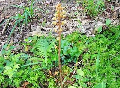 天麻的功效与作用详解，野生天麻的禁忌及食用方法